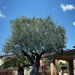 Chiaro Di Luna Dependance