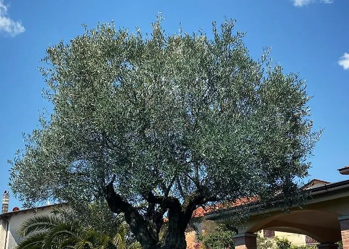Chiaro Di Luna Dependance